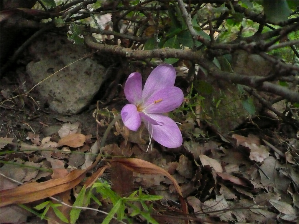 Colchicum?